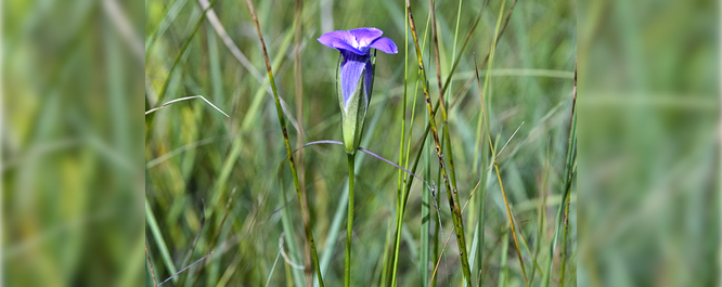 Lesser Fringed Gentian